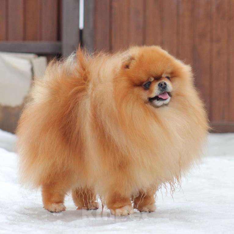 Собаки в Москве: Открыт для вязок шикарный померанский кобель Мальчик, 30 000 руб. - фото 5