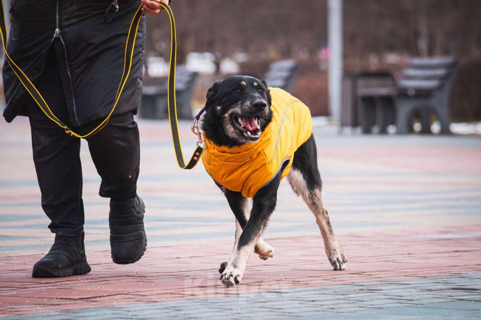 Собаки в Москве: Фунт  Мальчик, 1 руб. - фото 10