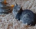 Кошки в Санкт-Петербурге: Кошечка Дымочка 3 месяца Девочка, Бесплатно - фото 2
