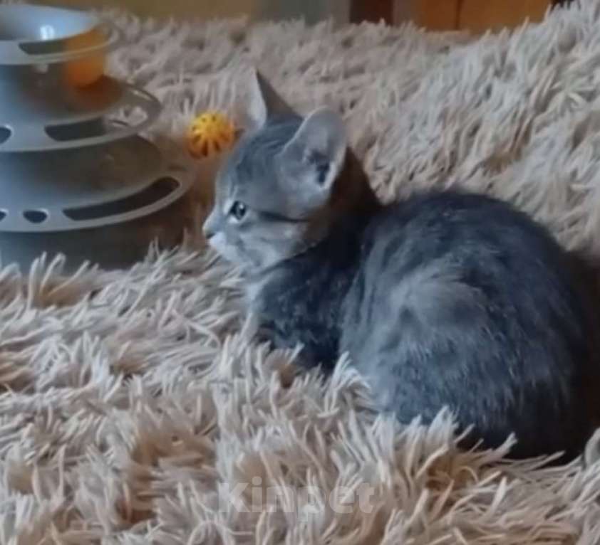 Кошки в Санкт-Петербурге: Кошечка Дымочка 3 месяца Девочка, Бесплатно - фото 2