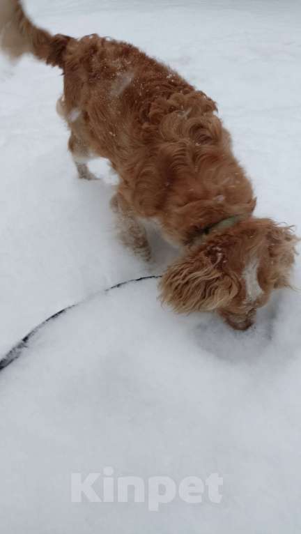 Собаки в Прокопьевске: Хозяин нашелся Мальчик, Бесплатно - фото 4