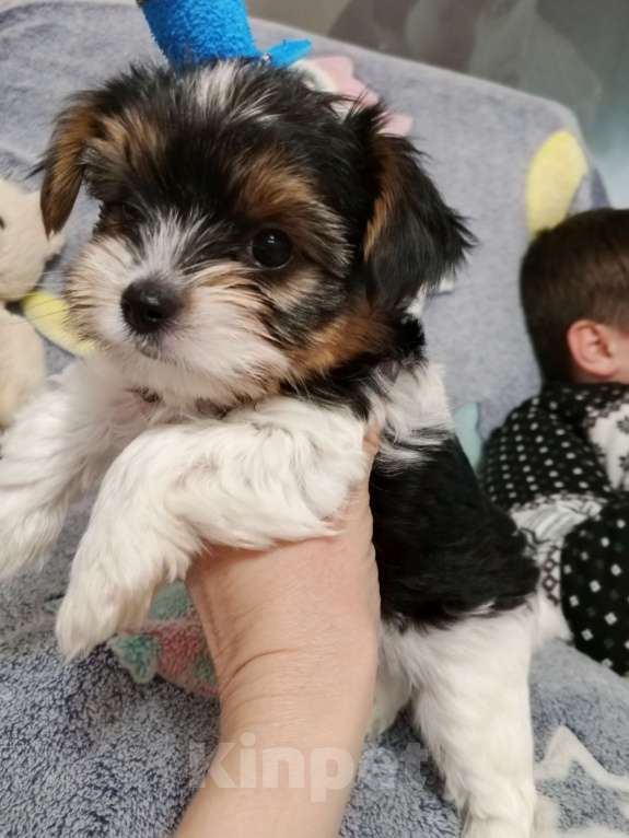 Собаки в Азове: Щенки бивер терьера три мальчика и одна девочка Разнополые, Бесплатно - фото 5