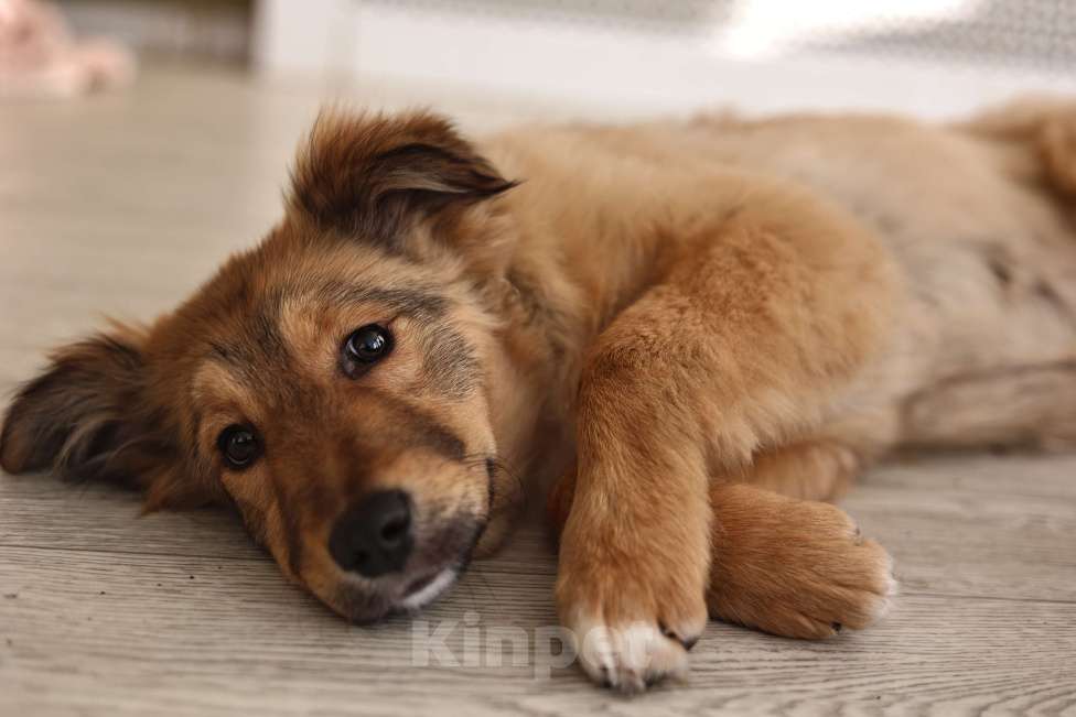 Собаки в Москве: Щенок бесплатно Москва Девочка, Бесплатно - фото 1