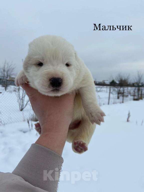 Собаки в Ликино-Дулево: Щенки алабая Мальчик, 15 000 руб. - фото 1