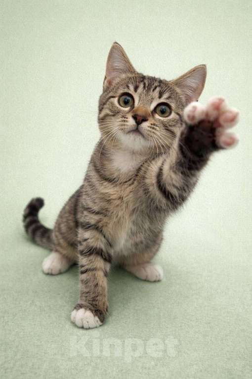 Кошки в Москве: Котята в добрые руки Разнополые, Бесплатно - фото 1