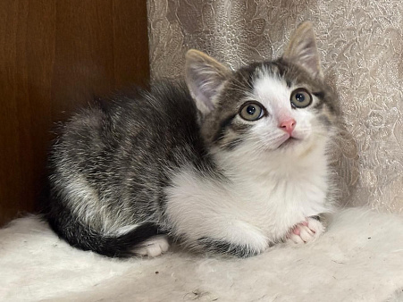 Красавчик Шоша, котенок 2,5 мес  в добрые руки.