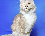 Кошки в других городах Ленинградской области: мейн кун котенок Мальчик, 50 000 руб. - фото 2