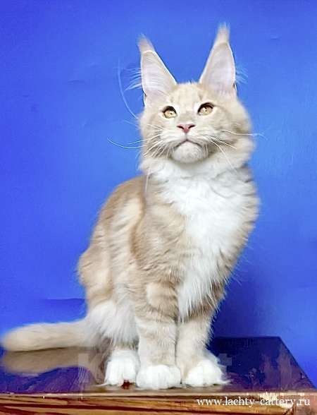 Кошки в других городах Ленинградской области: мейн кун котенок Мальчик, 50 000 руб. - фото 2