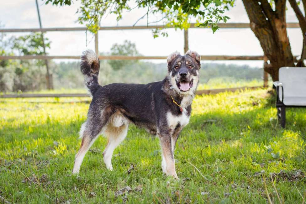 Собаки в Москве: Пёс, избежавший усыпления ищет дом! Мальчик, Бесплатно - фото 2