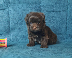 Собаки в Санкт-Петербурге: Шоколадный йорк Мальчик, 80 000 руб. - фото 2