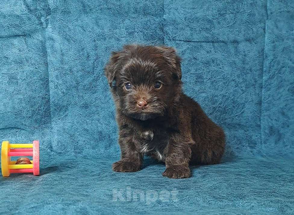 Собаки в Санкт-Петербурге: Шоколадный йорк Мальчик, 80 000 руб. - фото 2
