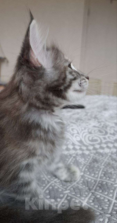 Кошки в Геленджике: Продаётся котёнок мейн-кун, девочка, серебристый окрас fs 24, из питомника EdenLight (Геленджик) Девочка, Бесплатно - фото 5