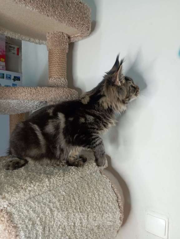 Кошки в Севастополе: Котёнок чёрный мрамор Мальчик, 55 000 руб. - фото 6