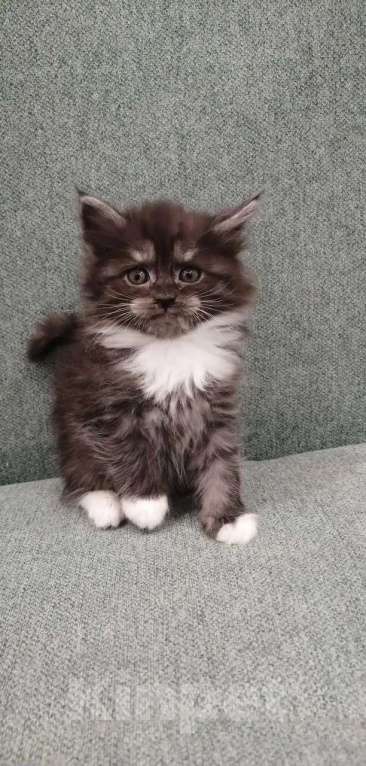 Кошки в других городах Липецкой области: Мейн-кун котёнок  Девочка, 15 000 руб. - фото 3