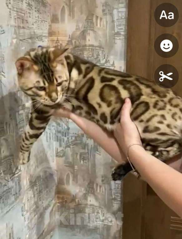 Кошки в Новокубанске: Кот, 25 000 руб. - фото 1