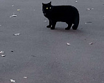 Кошки в Москве: Потерялся кот Мальчик, Бесплатно - фото 1