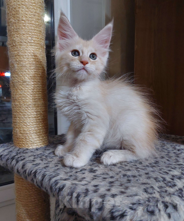 Кошки в Челябинске: Шикарный зефирный котик на самый мягкий диванчик Мальчик, 45 000 руб. - фото 3