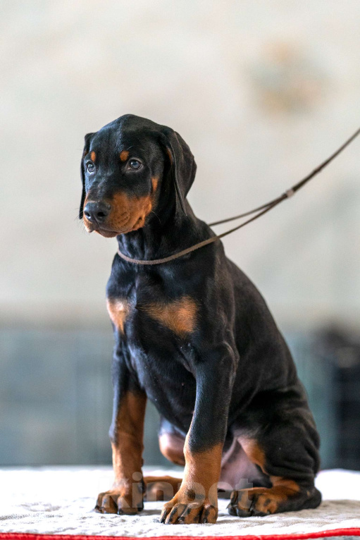 Собаки в Москве: Перспективные щенки добермана Мальчик, 80 000 руб. - фото 5