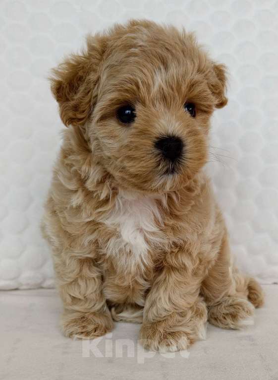 Собаки в Санкт-Петербурге: Щенки мальтипу f1 мини Мальчик, Бесплатно - фото 2