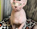 Кошки в Москве: канадский сфинкс Мальчик, 17 000 руб. - фото 1