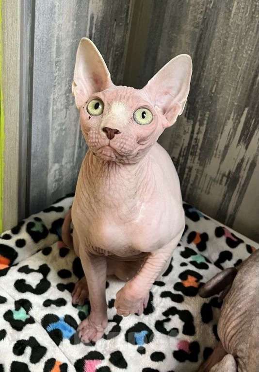 Кошки в Москве: канадский сфинкс Мальчик, 17 000 руб. - фото 1