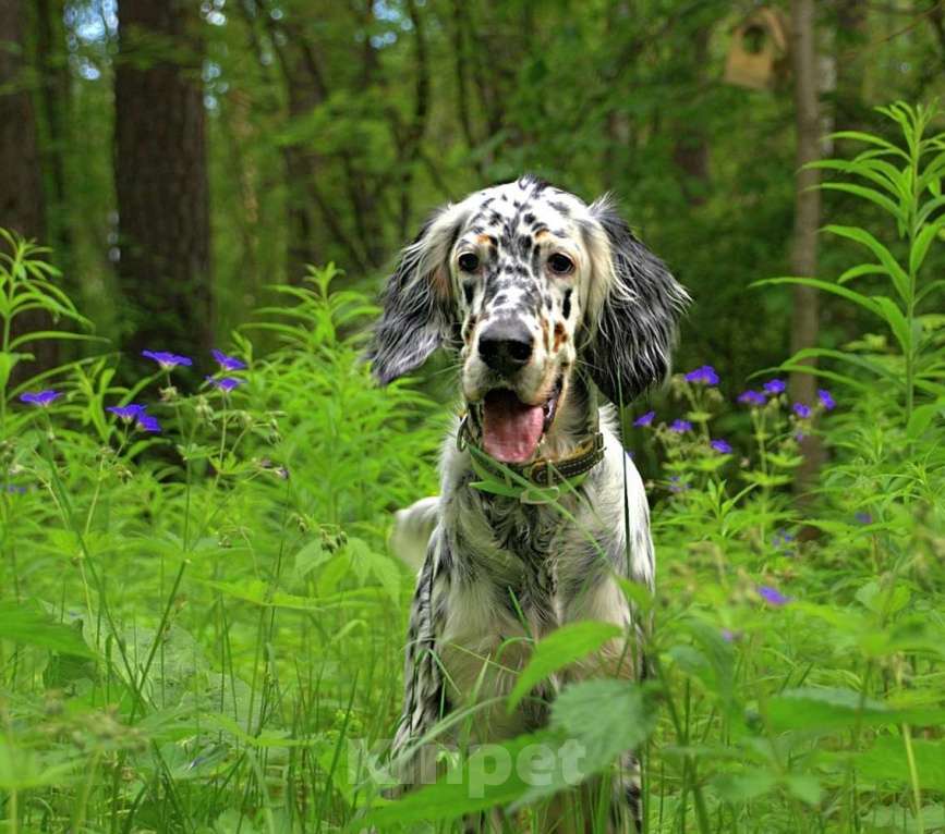 Собаки в Екатеринбурге: АНГЛИЙСКИЕ АРИСТО-СЕТТЕРЫ Девочка, 80 000 руб. - фото 3