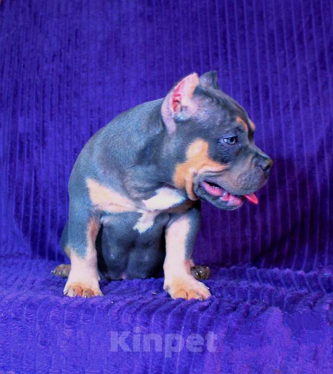 Собаки в Кирове: Подрастает малышка Девочка, 80 000 руб. - фото 2