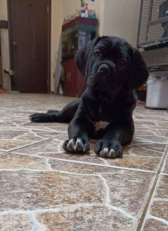 Собаки в других городах Московской области: Щенки Мальчик, 140 000 руб. - фото 1