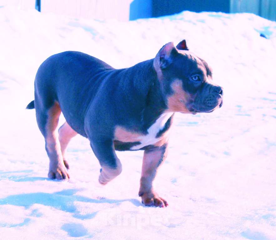 Собаки в Красноярске: Девочка-булли Девочка, 90 000 руб. - фото 8