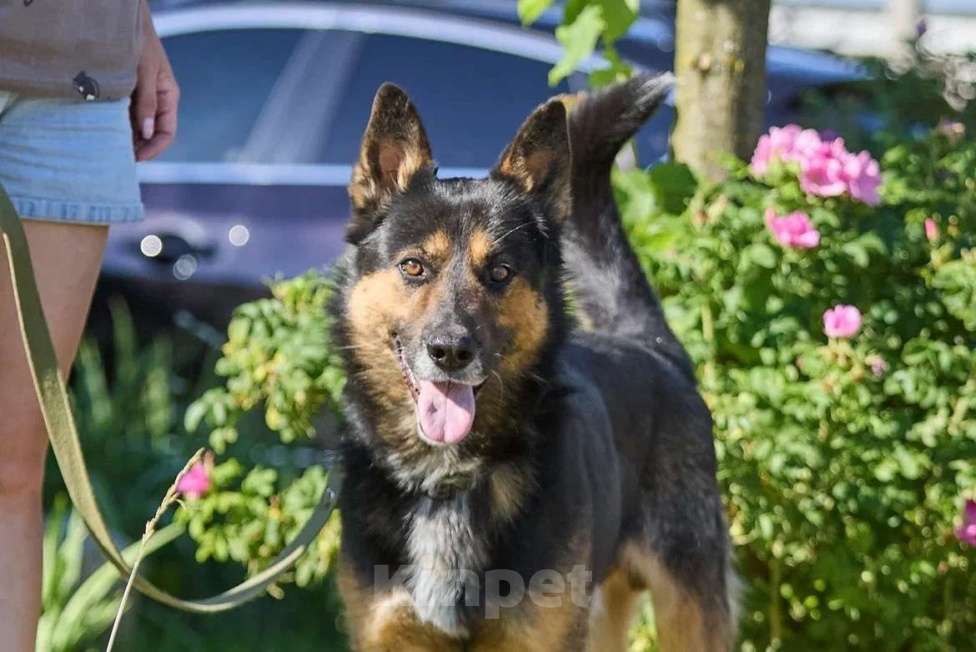 Собаки в Москве: Красавец Арчи Мальчик, Бесплатно - фото 2