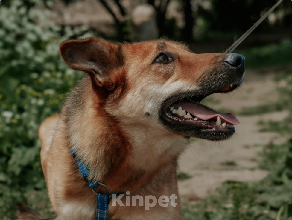 Собаки в Москве: Рыжая лапочка Груша Девочка, Бесплатно - фото 4