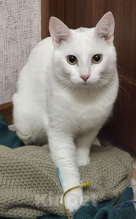 Кошки в Казани: Пиксель Мальчик, Бесплатно - фото 1