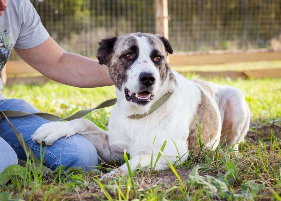 Собаки в Москве: Супер-ласковый парень в добрые руки! Мальчик, Бесплатно - фото 6