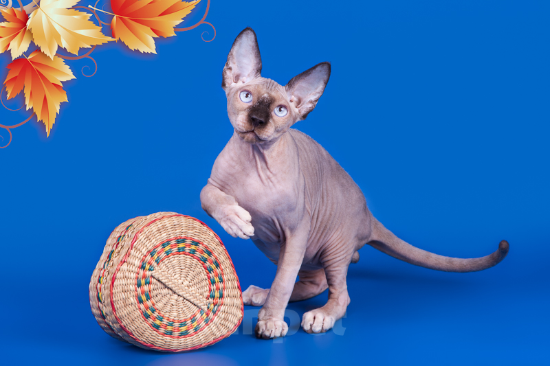 Кошки в Москве: Питомник Скорпион предлагает котят. Мальчик, Бесплатно - фото 7