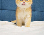 Кошки в Москве: Британская золотая шиншилла  Девочка, 90 000 руб. - фото 4