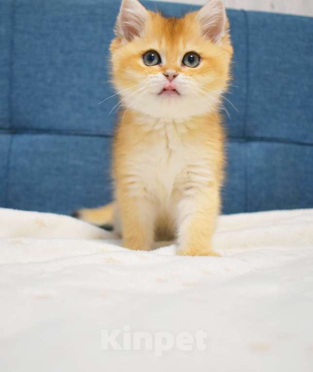 Кошки в Москве: Британская золотая шиншилла  Девочка, 90 000 руб. - фото 4