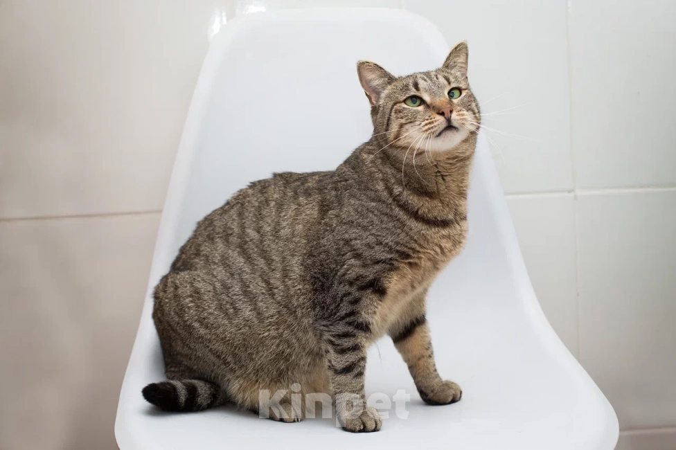 Кошки в Москве: Кошка Вера верит что найдёт свою семью Девочка, Бесплатно - фото 8