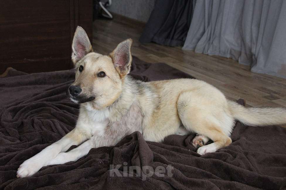 Собаки в Москве: Молодой пес Слоу ищет дом Мальчик, Бесплатно - фото 2