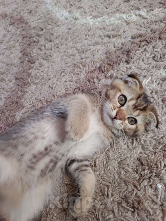 Кошки в Екатеринбурге: Вислоухий мальчик окраса ny25 Мальчик, 13 000 руб. - фото 3