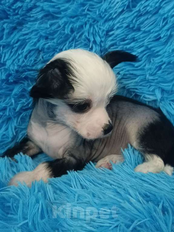 Собаки в Санкт-Петербурге: Девочка голая мини Девочка, 70 000 руб. - фото 2