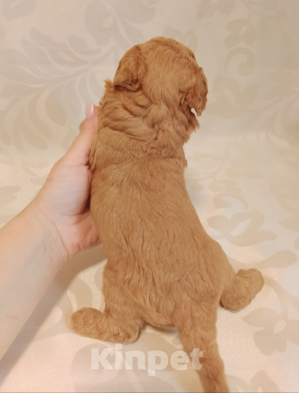 Собаки в Шахте: Щенки пуделя миниатюра. Разнополые, 45 000 руб. - фото 7