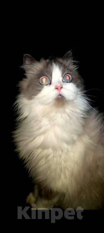 Кошки в Сосновом Бору: Девочка на вязку регдолл😽😽😽 Девочка, Бесплатно - фото 2