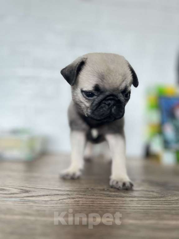 Собаки в Туле: Щенок мопса  Мальчик, 18 000 руб. - фото 2