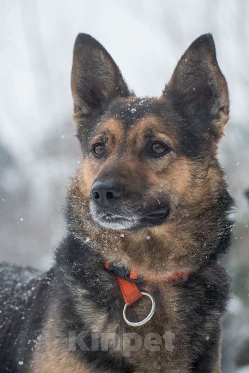 Собаки в Москве: Таверне нужен дом  Девочка, Бесплатно - фото 4