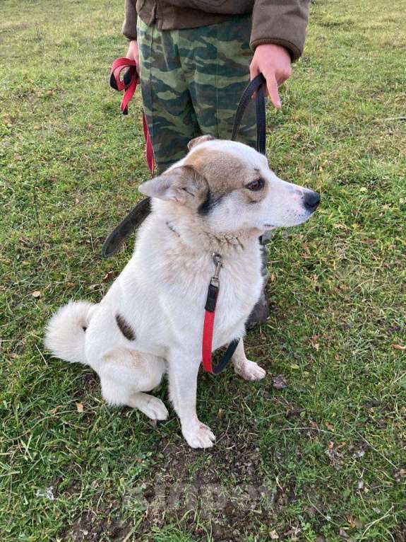 Собаки в Дзержинском: Умный хитрец пес Арчи в добрые руки Мальчик, Бесплатно - фото 2