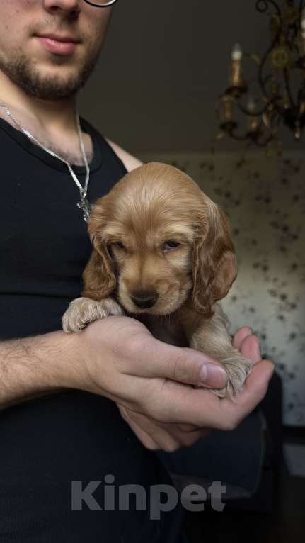 Собаки в Москве: Мальчик - рыжий  Мальчик, Бесплатно - фото 5