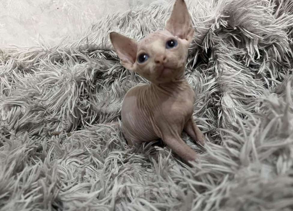 Кошки в Смоленске: Канадский сфинкс Мальчик, 10 000 руб. - фото 3