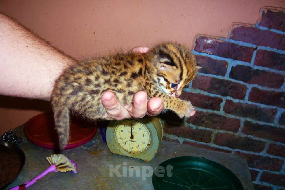 Кошки в Москве: азиатский леопардовый кот Мальчик, Бесплатно - фото 2