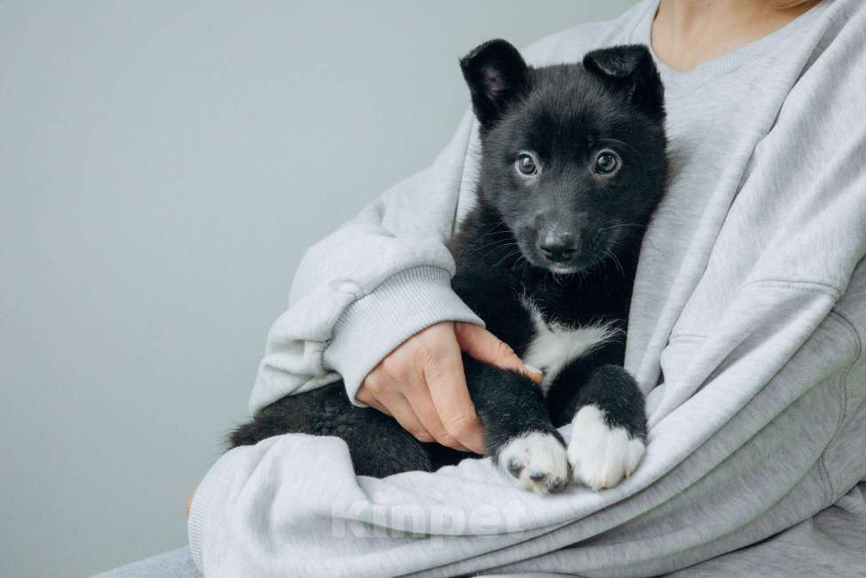 Собаки в Москве: Щенки бесплатно в Москве Мальчик, Бесплатно - фото 1