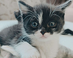 Кошки в Балашихе: Котята Девочка, Бесплатно - фото 2
